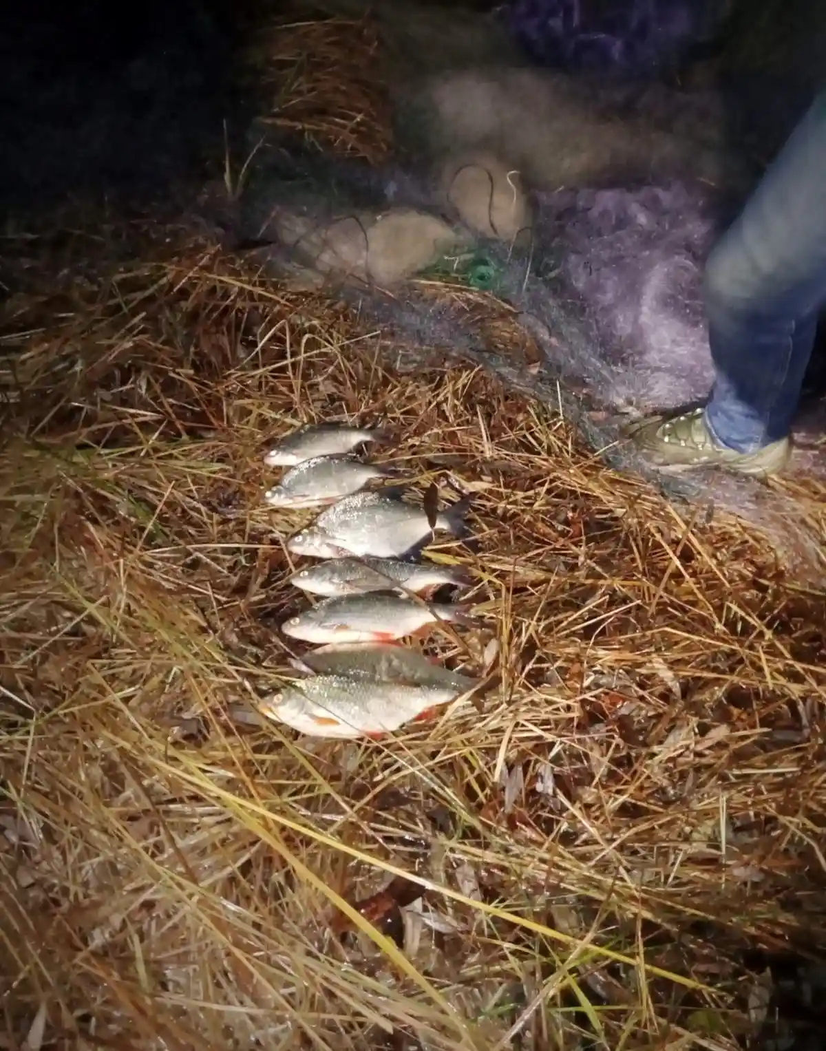 На Чернігівщині затримали двох браконьєрів, які встигли виставити шість сіток і виловити сім рибин