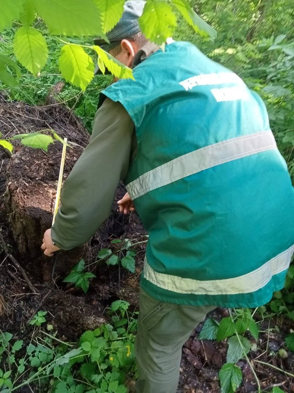 Екологічний злочин на Чернігівщині: збитки сягнули 350 тисяч гривень